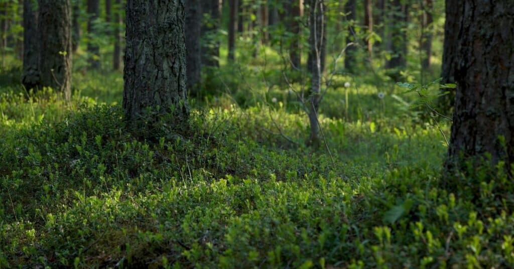 mistä kuntta otetaan