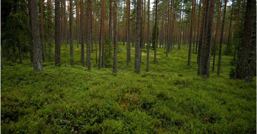 mistä kuntta tulee
