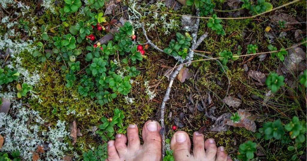 onko kuntta ekologinen