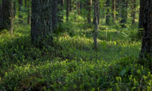 mistä kuntta otetaan